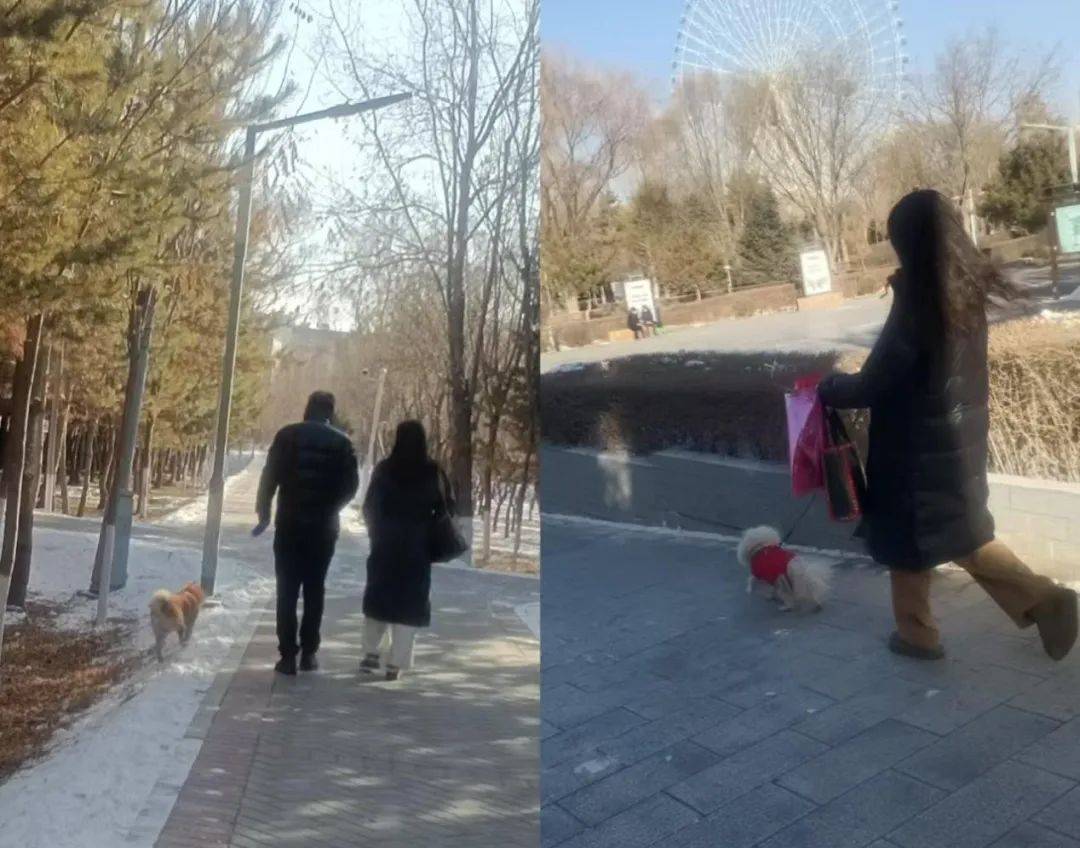 Z6尊龙，中国宠物数量首超婴幼儿：北上广养猫小县城养狗